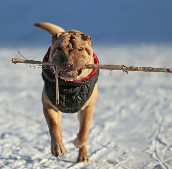 15 Pictures That Prove Shar Peis Are Perfect Weirdos 9 15 Pictures That Prove Shar Peis Are Perfect Weirdos 9