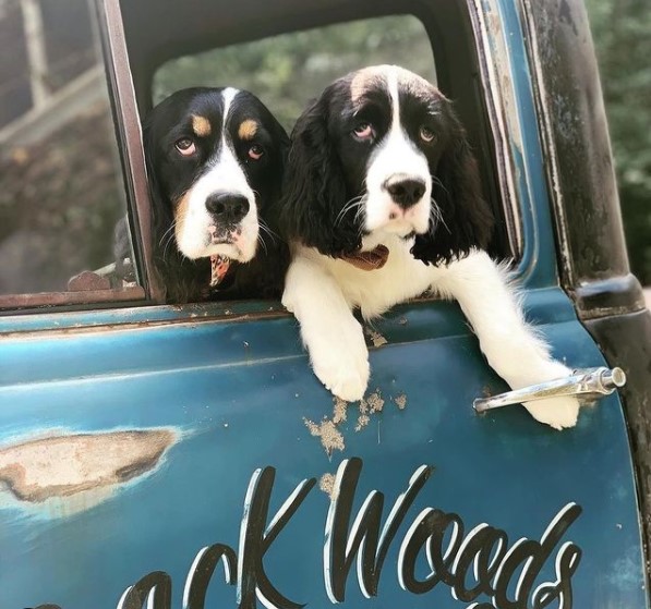 15 Pictures That Prove Springer Spaniels Are Perfect Weirdos 9