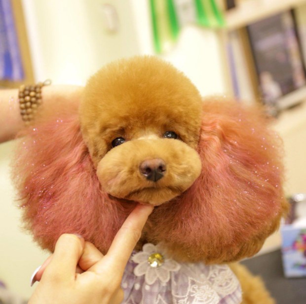 15 Pictures That Prove Poodles Are Perfect Weirdos 9 15 Pictures That Prove Poodles Are Perfect Weirdos 9