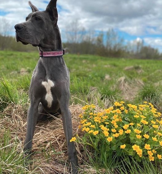 15 Pictures That Prove Great Danes Are Perfect Weirdos 9