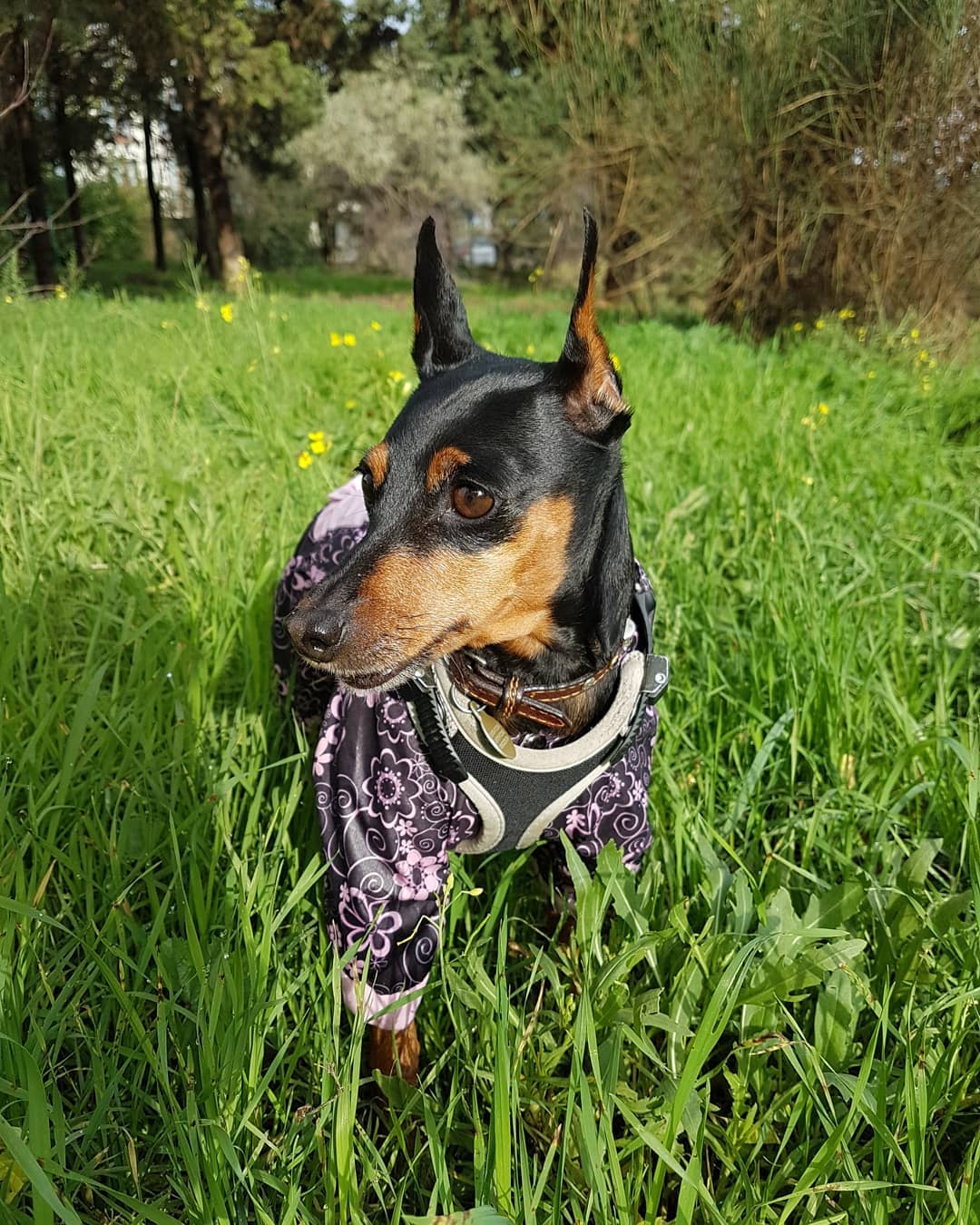 15 Interesting Facts About Miniature Pinschers 11