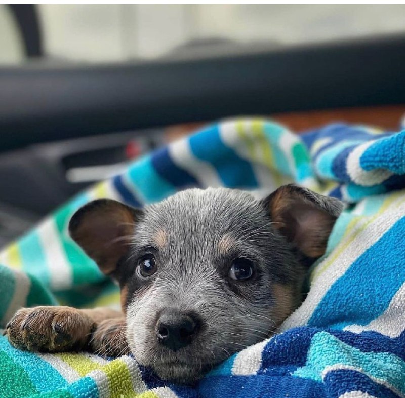 Australian Cattle Dog 17