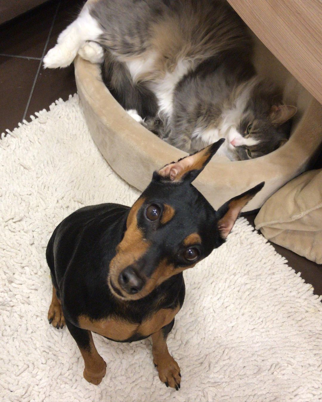 15 Interesting Facts About Miniature Pinschers 9 15 Interesting Facts About Miniature Pinschers 9