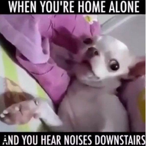 15 Funny Chihuahua Memes To Make Your Day 9