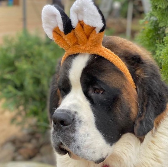 15 Pictures That Prove St Bernards Are Perfect Weirdos 9 15 Pictures That Prove St Bernards Are Perfect Weirdos 9