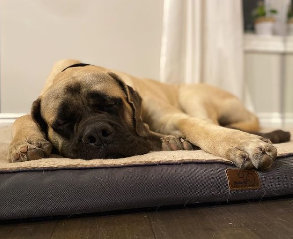 15 Pictures That Prove English Mastiffs Are Perfect Weirdos 9 15 Pictures That Prove English Mastiffs Are Perfect Weirdos 9