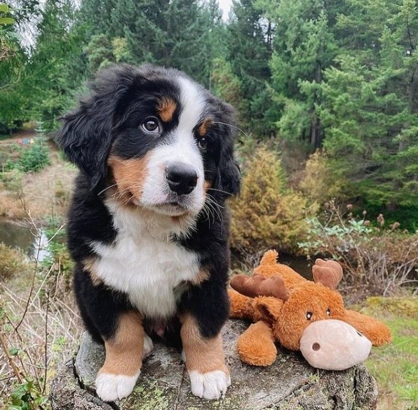 15 Pictures That Prove Bernese Mountain Dogs Are Perfect Weirdos 9 15 Pictures That Prove Bernese Mountain Dogs Are Perfect Weirdos 9