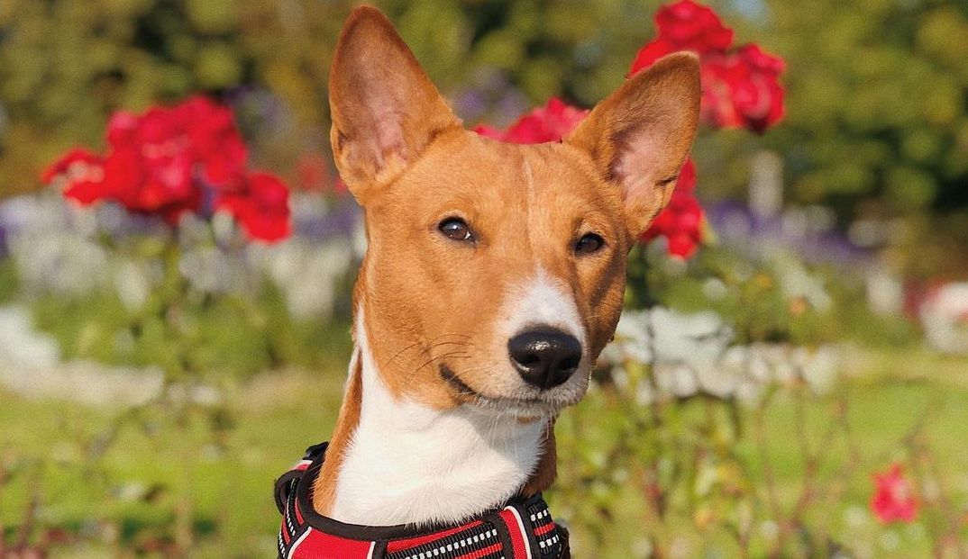 16 Amazing Facts About Basenjis You Probably Never Knew