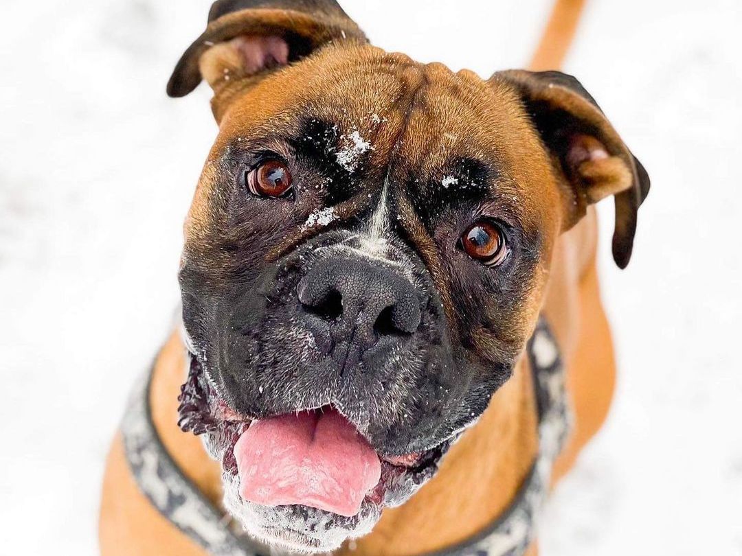 15 Cool Facts About Boxers