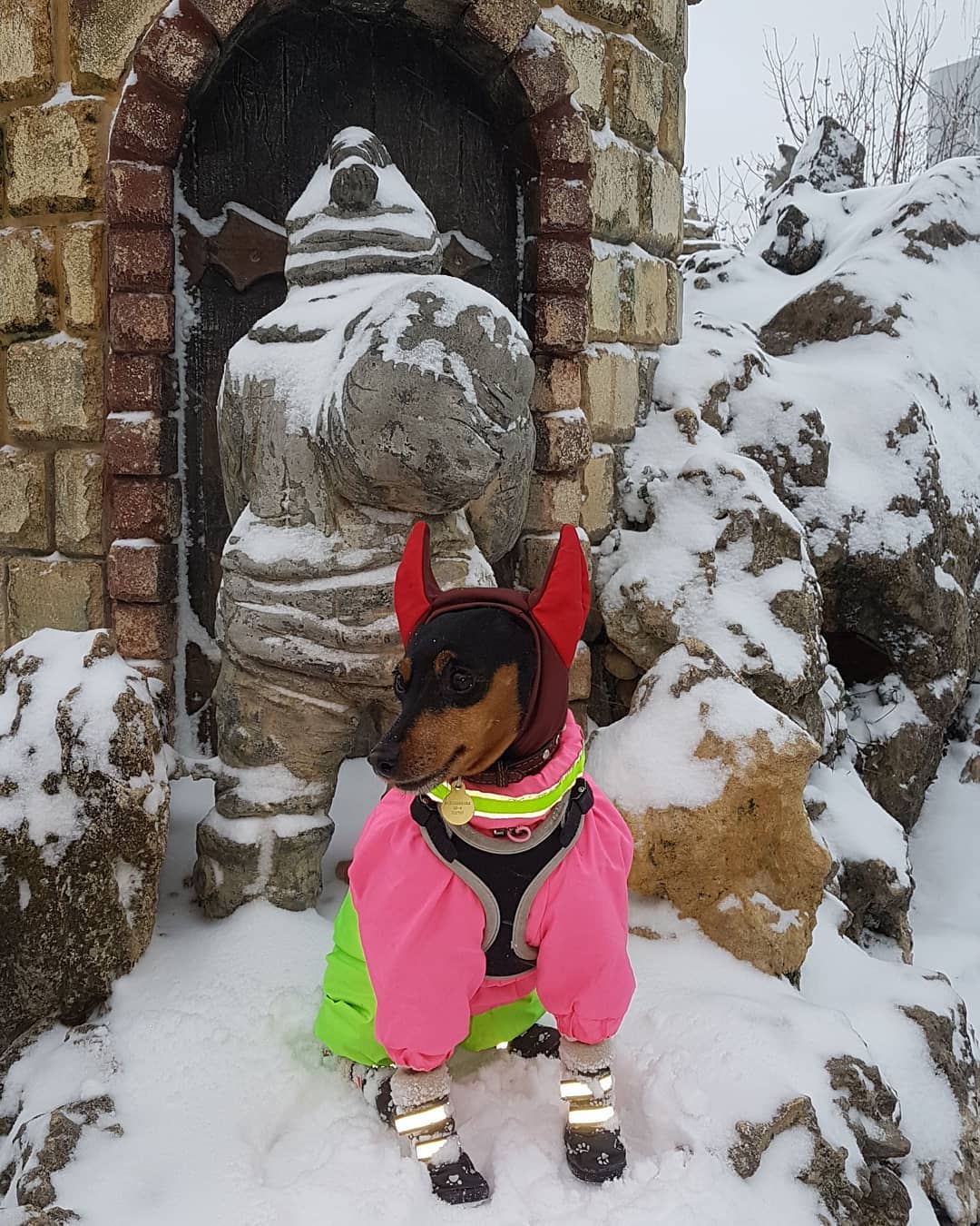 15 Interesting Facts About Miniature Pinschers 11 15 Interesting Facts About Miniature Pinschers 11