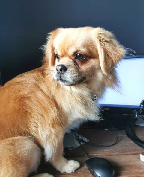 16 Pictures That Prove Tibetan Spaniels Are Perfect Weirdos 9 16 Pictures That Prove Tibetan Spaniels Are Perfect Weirdos 9