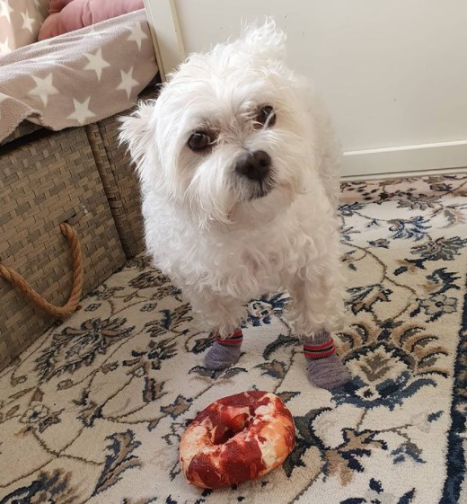 15 Pictures That Prove Bolognese Dogs Are Perfect Weirdos 9