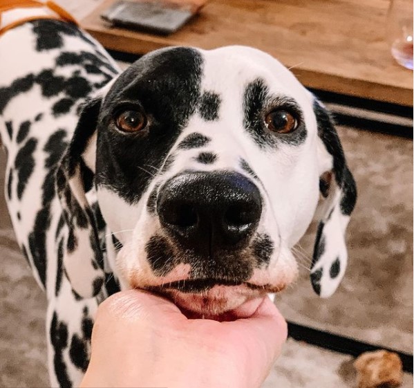 15 Pictures That Prove Dalmatians Are Perfect Weirdos 9 15 Pictures That Prove Dalmatians Are Perfect Weirdos 9