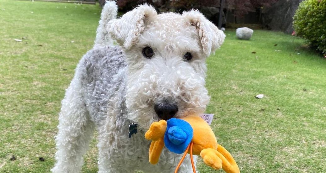 15 Interesting Facts About Wire Fox Terriers (Fox Terrier)