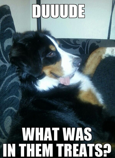 15 Funny Bernese Mountain Dog Memes To Make Your Day 9