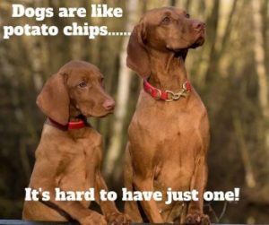 15 Funny Vizsla Memes To Make Your Day 9