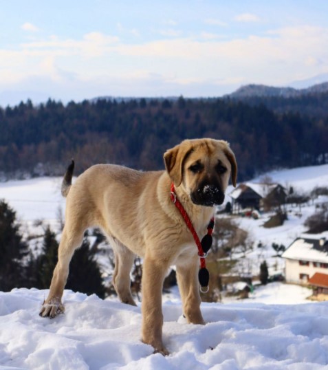 15 Pictures That Prove Anatolian Shepherds Are Perfect Weirdos 9 15 Pictures That Prove Anatolian Shepherds Are Perfect Weirdos 9