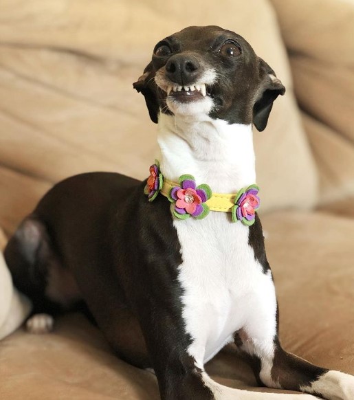 15 Pictures That Prove Greyhounds Are Perfect Weirdos 9 15 Pictures That Prove Greyhounds Are Perfect Weirdos 9