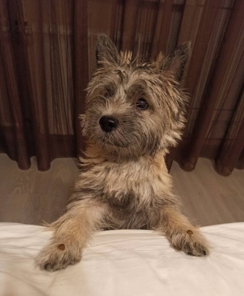 15 Pictures That Prove Cairn Terriers Are Perfect Weirdos 9 15 Pictures That Prove Cairn Terriers Are Perfect Weirdos 9
