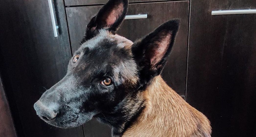 15 Interesting Facts About Belgian Malinoises