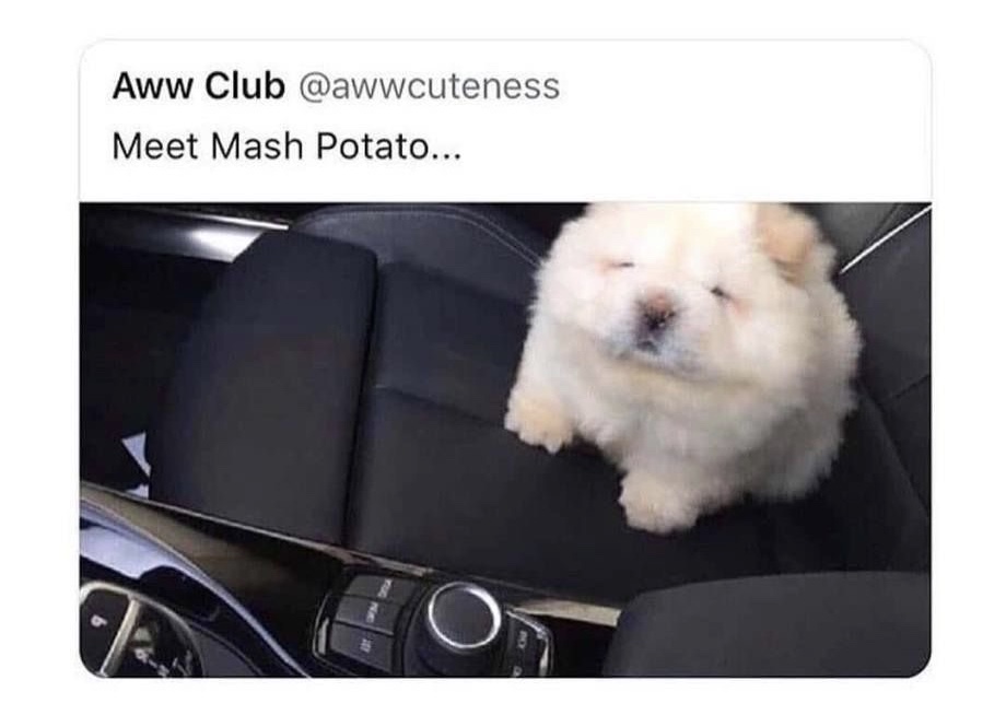 15 Funny Chow Chow Memes To Make Your Day 9