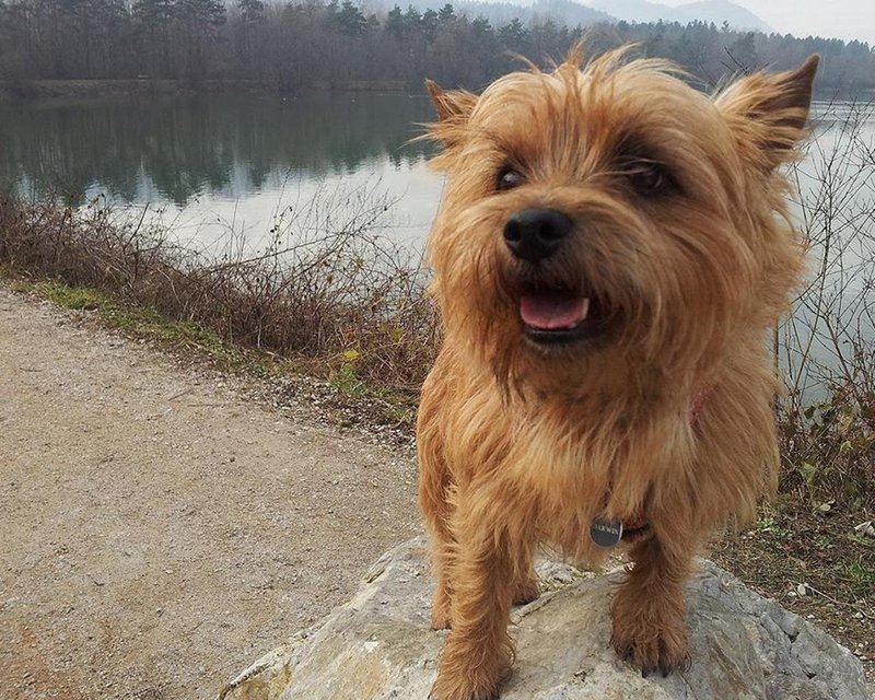 Cairn Terrier 21