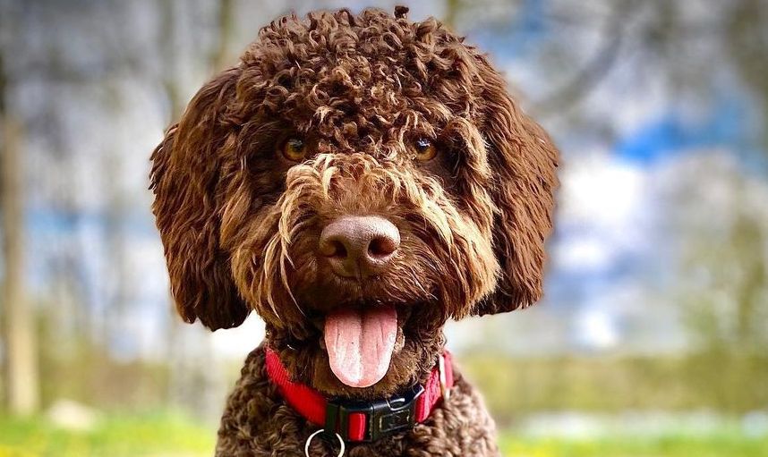 15 Cool Facts About Lagotto Romagnolo Dogs