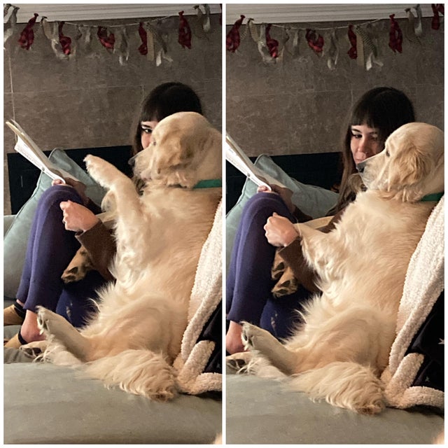 15 Things Only Golden Retriever Owners Will Understand 9
