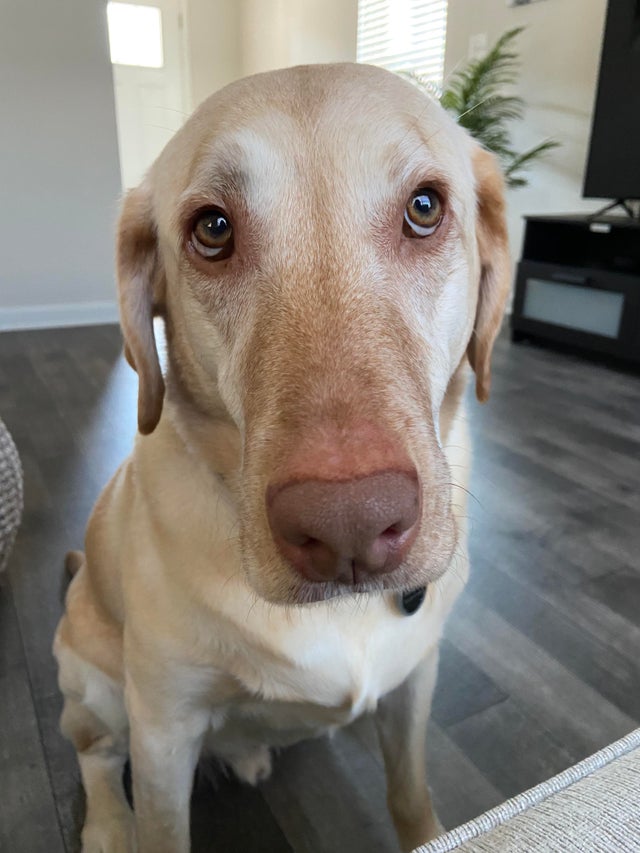 15 Things Only Labrador Owners Will Understand 9