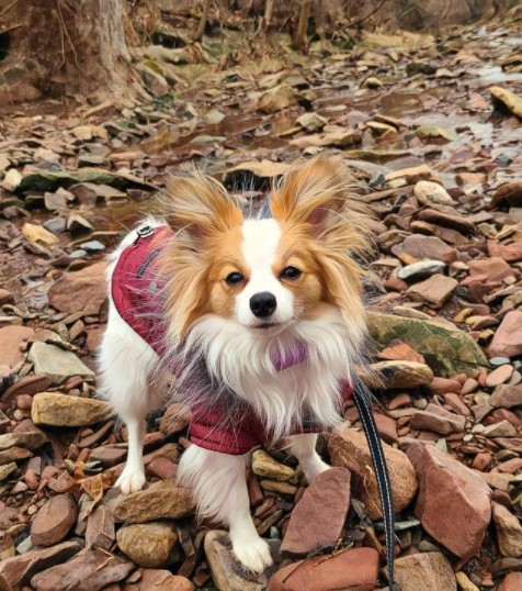 15 Pictures That Prove Papillons Are Perfect Weirdos 9 15 Pictures That Prove Papillons Are Perfect Weirdos 9