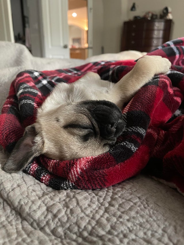 15 Realities That New Pug Owners Must Accept 9