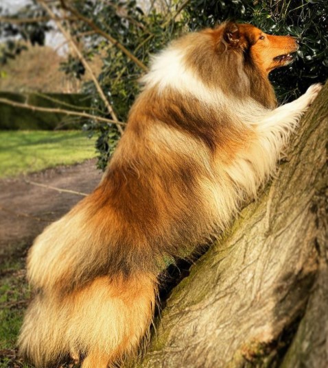 15 Pictures That Prove Collies Are Perfect Weirdos 9 15 Pictures That Prove Collies Are Perfect Weirdos 9