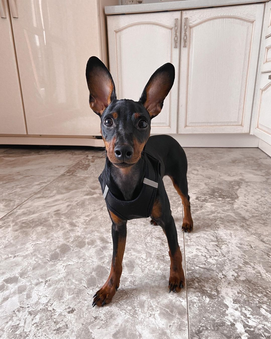 15 Cool Facts About Miniature Pinschers 9