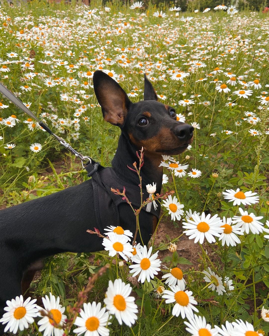 15 Cool Facts About Miniature Pinschers 10