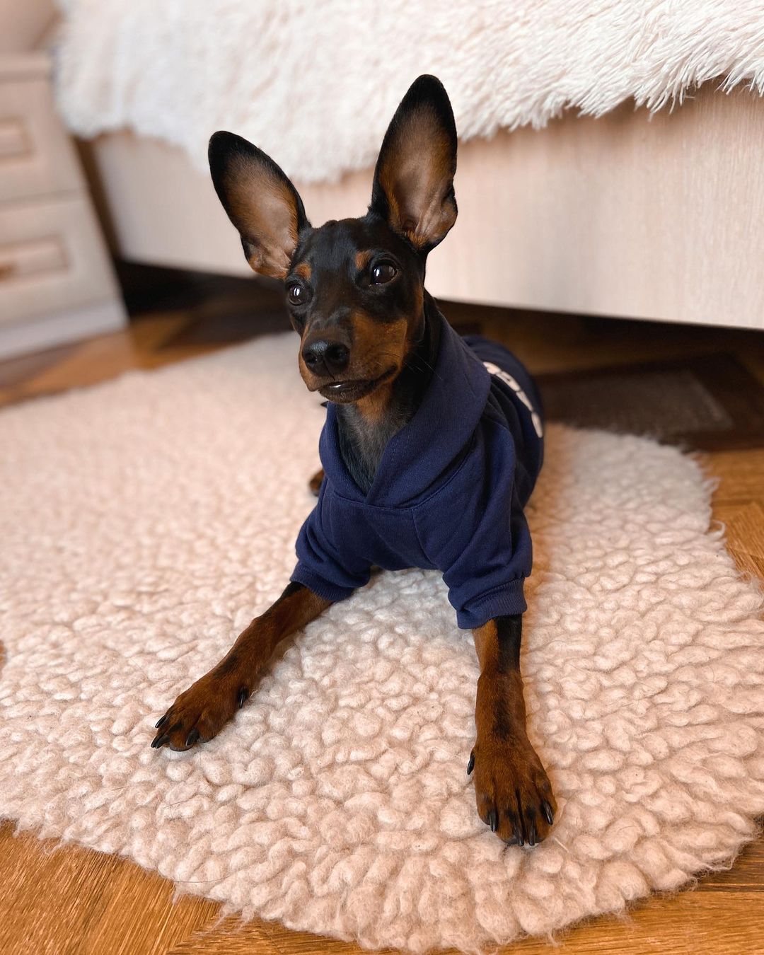 15 Cool Facts About Miniature Pinschers 11