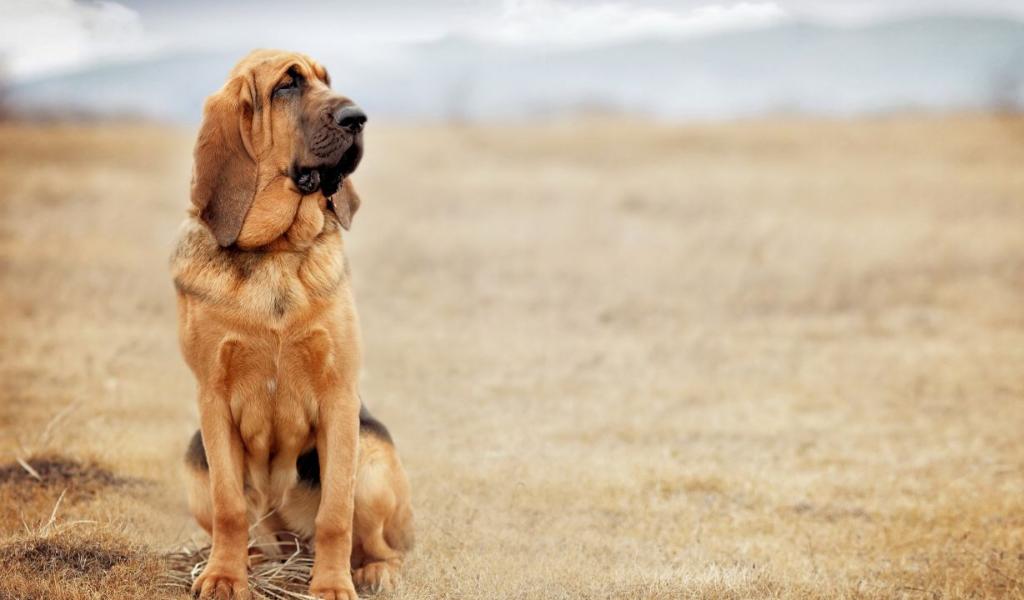 Bloodhound 21