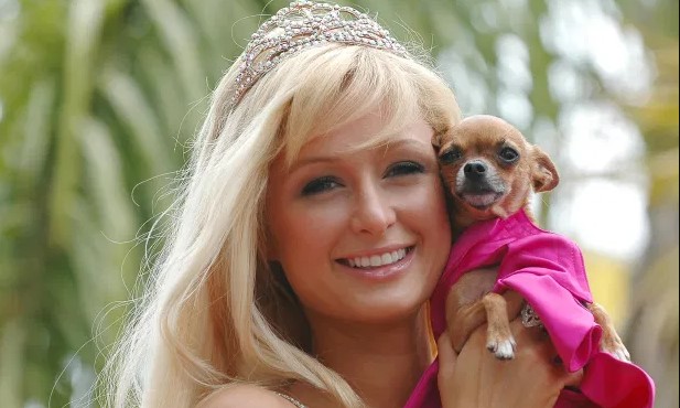15 Celebrities Who Are Major Chihuahua Lovers