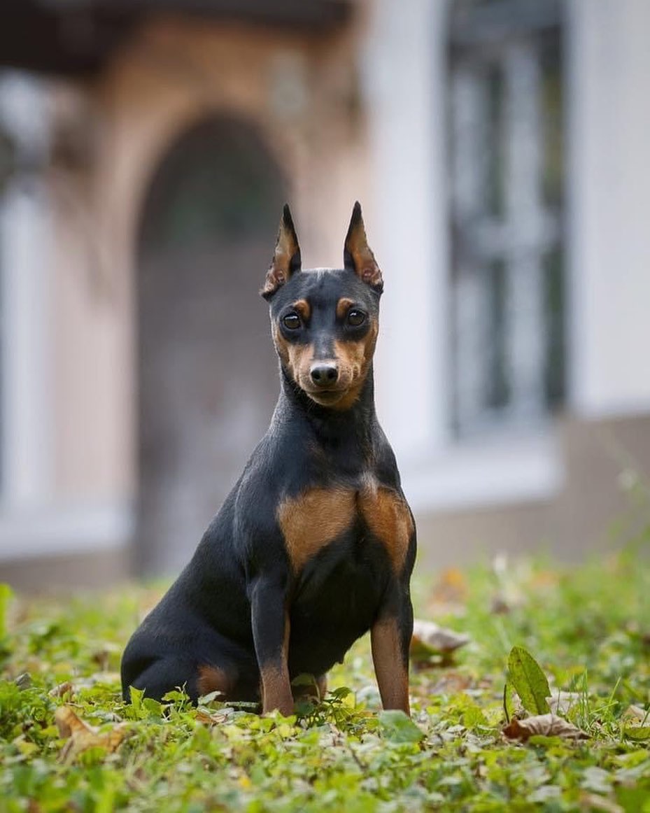 16 Amazing Facts About Miniature Pinschers You Probably Never Knew 5