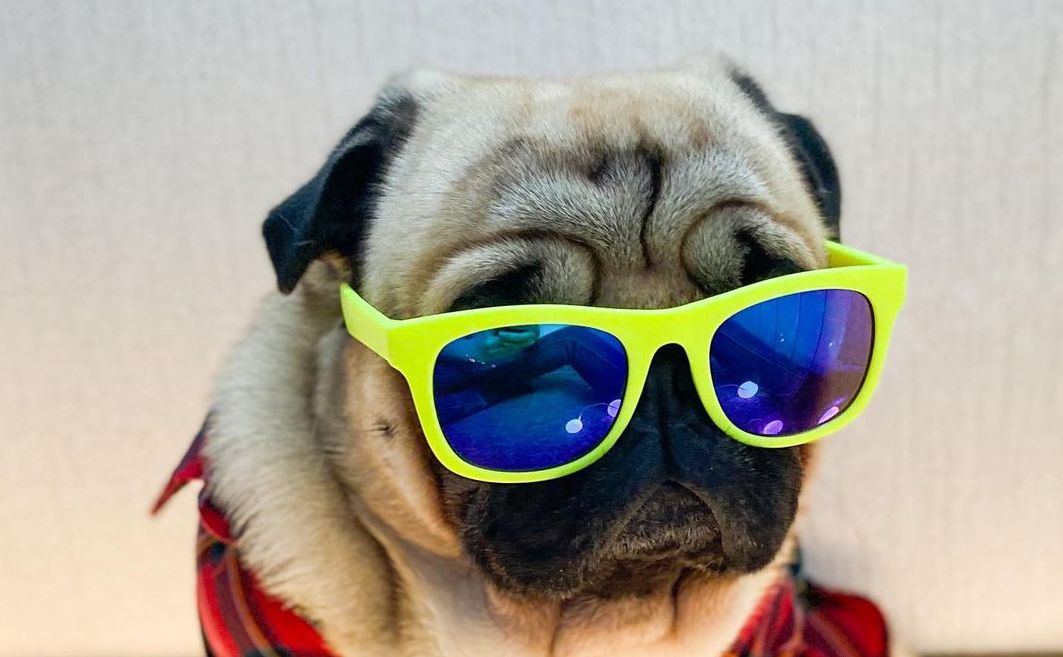 15 Cool Facts About Pugs
