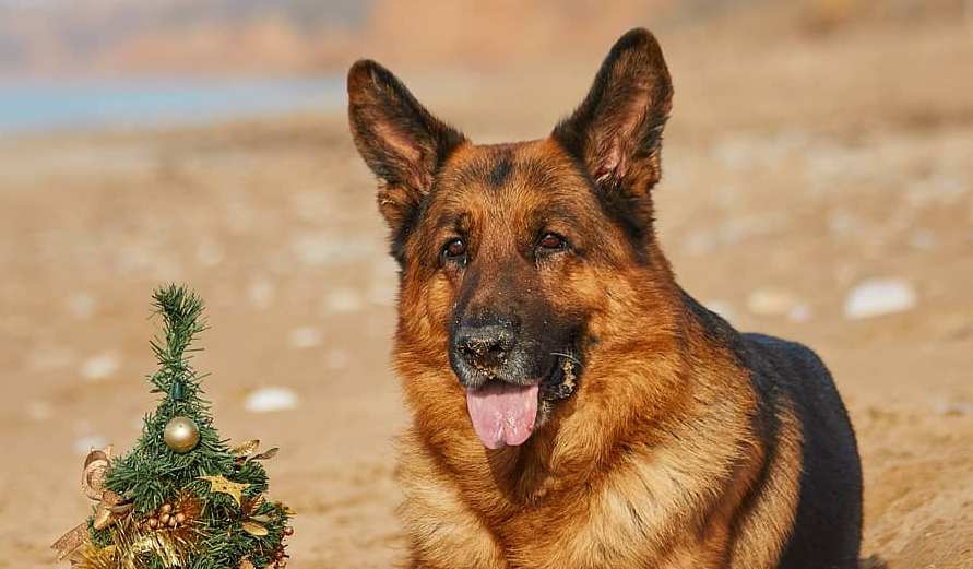 15 Amazing Facts About German Shepherd Dogs You Probably Never Knew