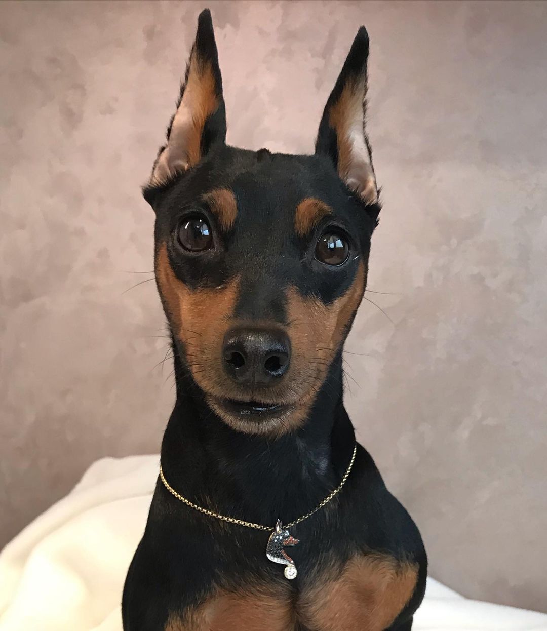 15 Interesting Facts About Miniature Pinschers 9