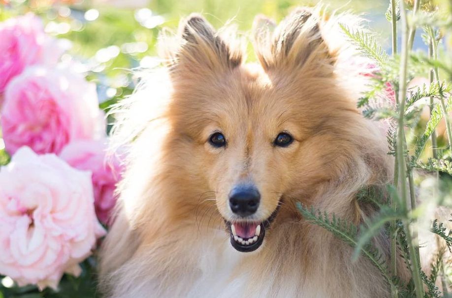 16 Amazing Facts About Shetland Sheepdogs You Probably Never Knew