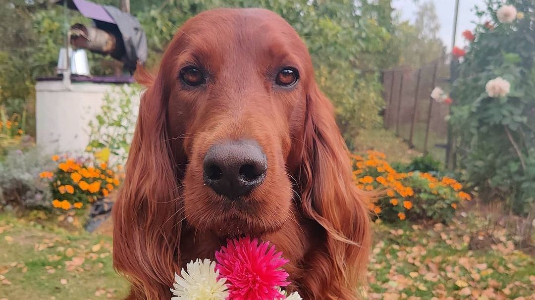 15 Interesting Facts About Irish Setters