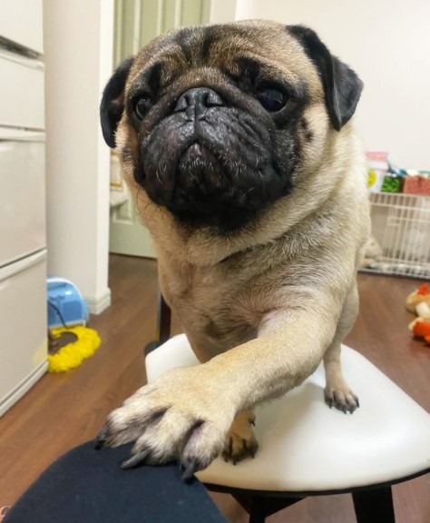 15 Pictures That Prove Pugs Are Perfect Weirdos 10 15 Pictures That Prove Pugs Are Perfect Weirdos 10