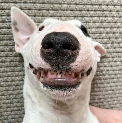 15 Pictures That Prove Bull Terriers Are Perfect Weirdos 9