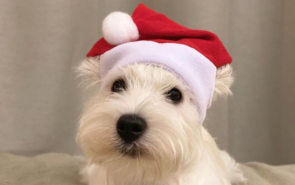 16 Amazing Facts About West Highland White Terriers You Probably Never Knew