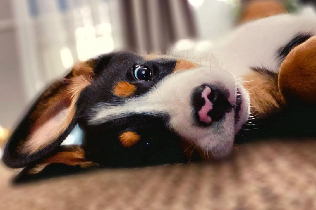15 Amazing Facts About Entlebucher Mountain Dogs You Probably Never Knew