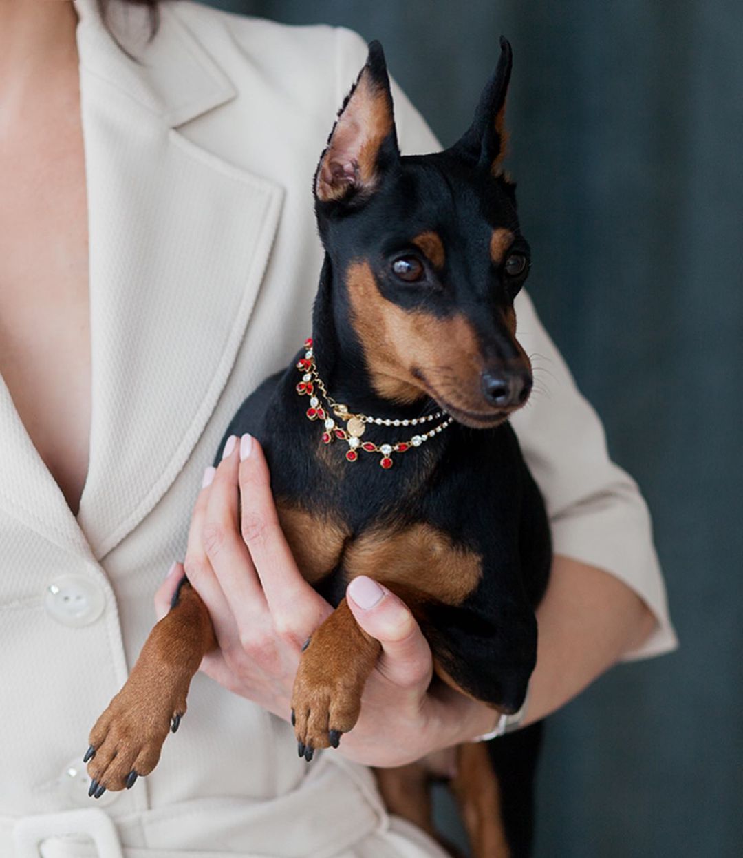 15 Interesting Facts About Miniature Pinschers 10