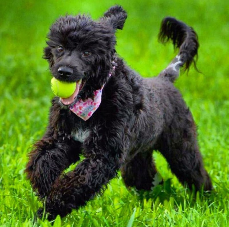 Portuguese Wasserhund or Portuguese Water Dog 29