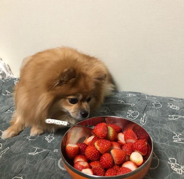 16 Pictures That Prove Pomeranians Are Perfect Weirdos 11 16 Pictures That Prove Pomeranians Are Perfect Weirdos 11